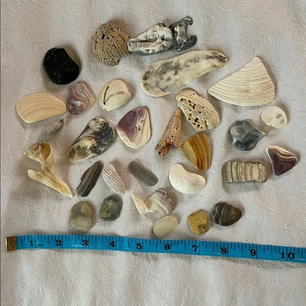 Bundle of Small Sea Shells From Bahamas and Florida